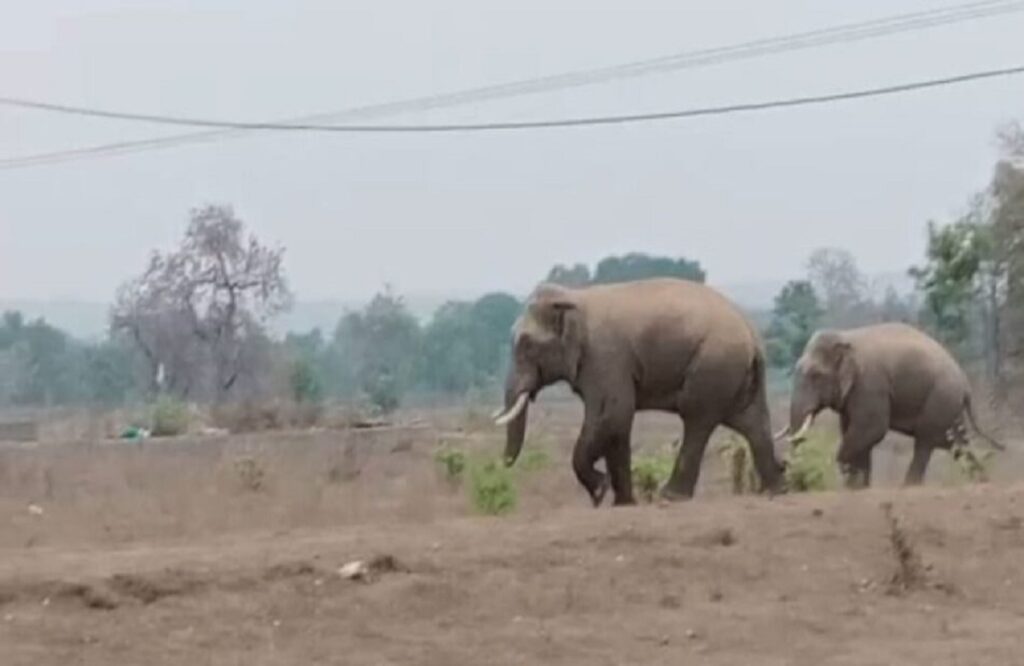 High alert issued in 12 villages due to 2 tusk elephant