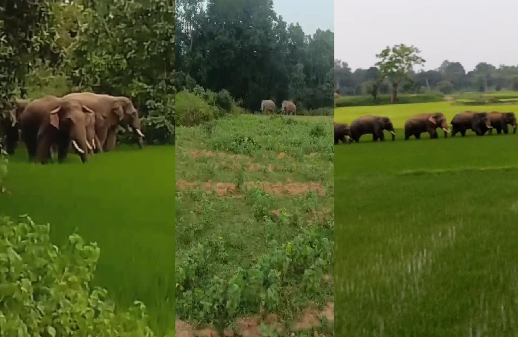 Movement of elephants intensified in Marwahi forest division