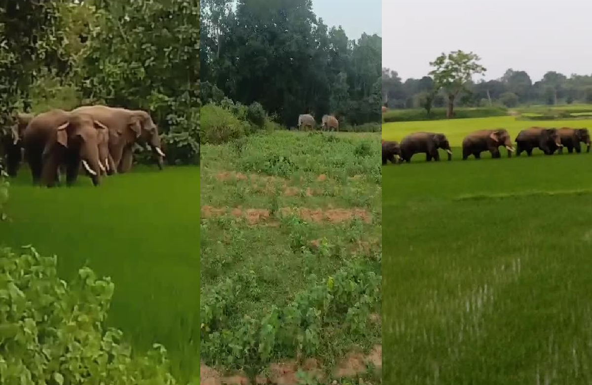 सावधान.. इस क्षेत्र में तेजी से बढ़ रहा हाथियों का मूवमेंट, ग्रामीणों को जंगल की ओर ना जाने की दी हिदायत