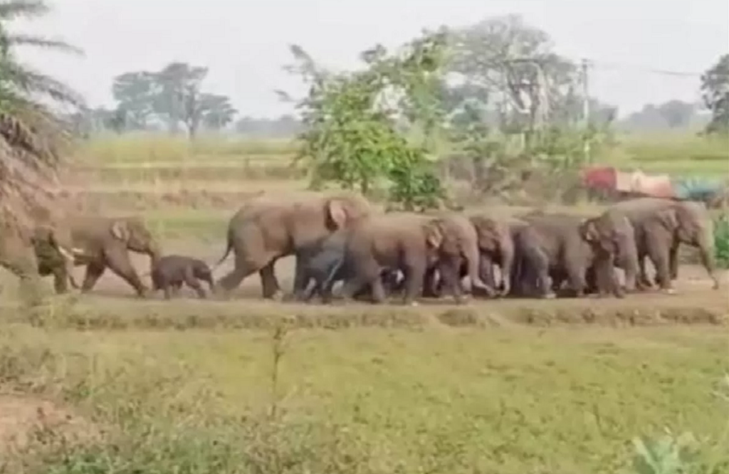 A team of 30 to 40 elephants created havoc in Kotrahi village