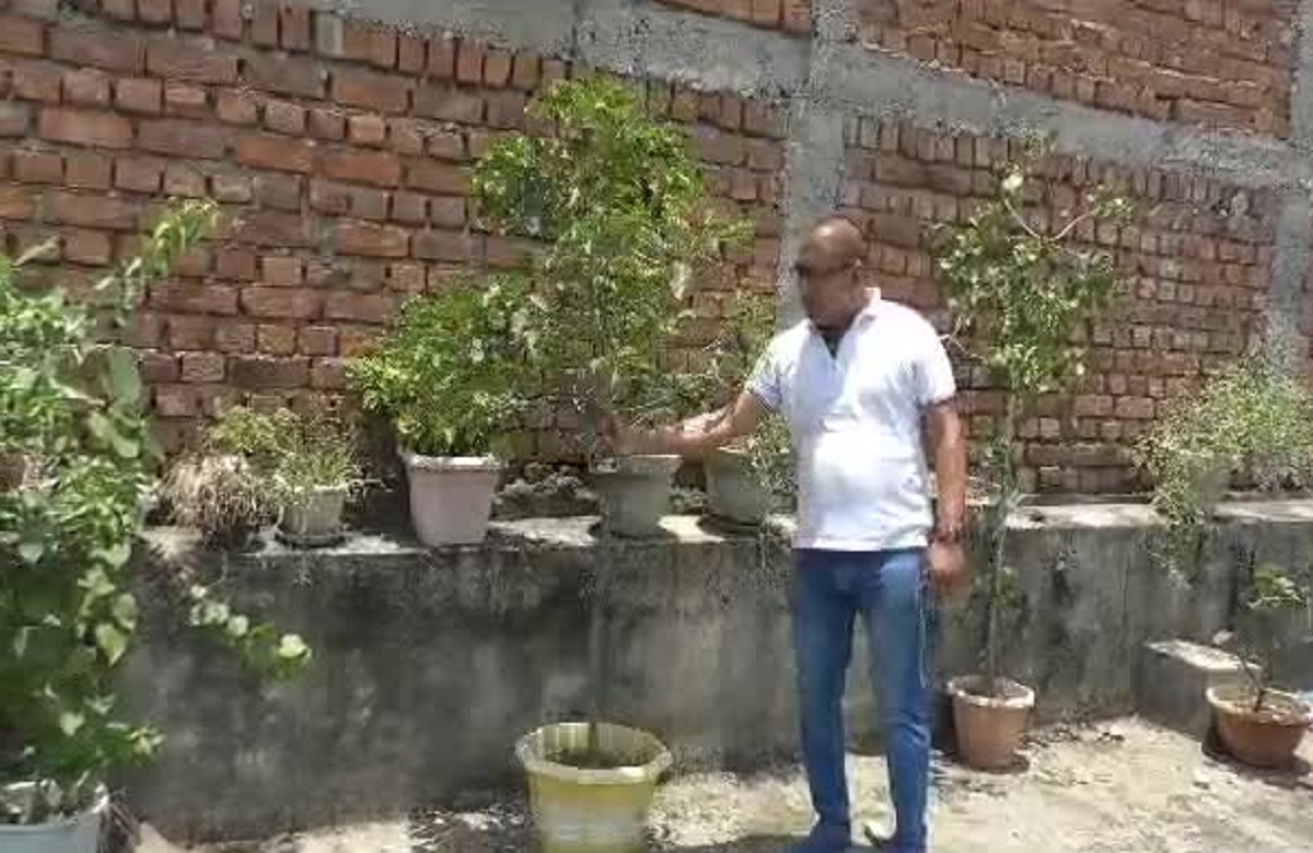 Janjgir News: प्रकृति से ऐसा प्रेम की घर में बना रखी है अनोखी बगिया,  इस बगिया में मिलेंगे दूसरे देशों के औषधि पौधे