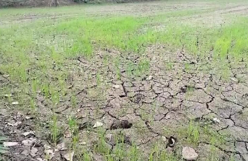 No irrigation facilities in the fields