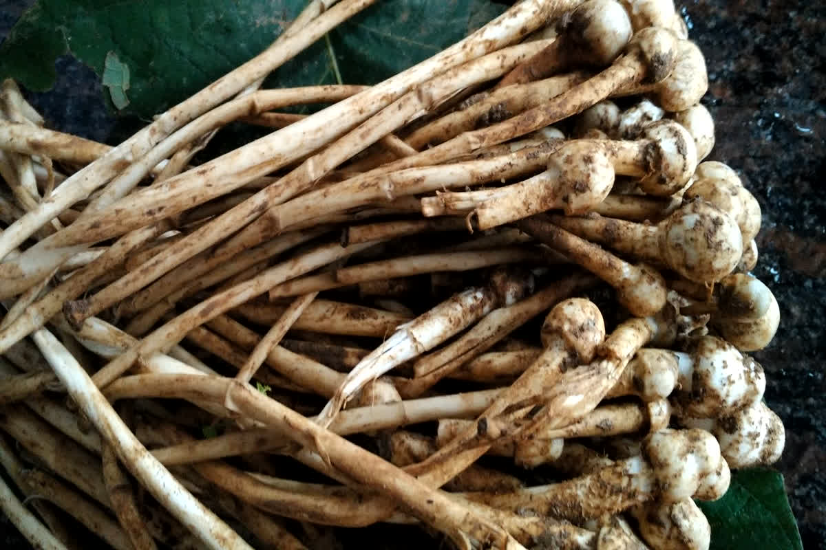 Wild Mushroom Side Effects: जंगली मशरूम खाने से तीन बच्चों की मौत, 9 की हालत नाजुक, पूरे गांव में मचा हड़कंप