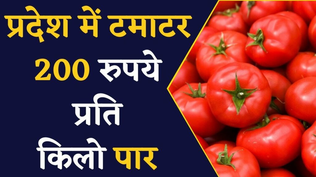 Tomato Price Hike