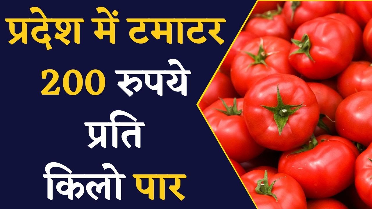 Tomato Price Hike- प्रदेश की राजधानी में टमाटर की फिर बढ़ी कीमत | Latest News | Khabar Bebak