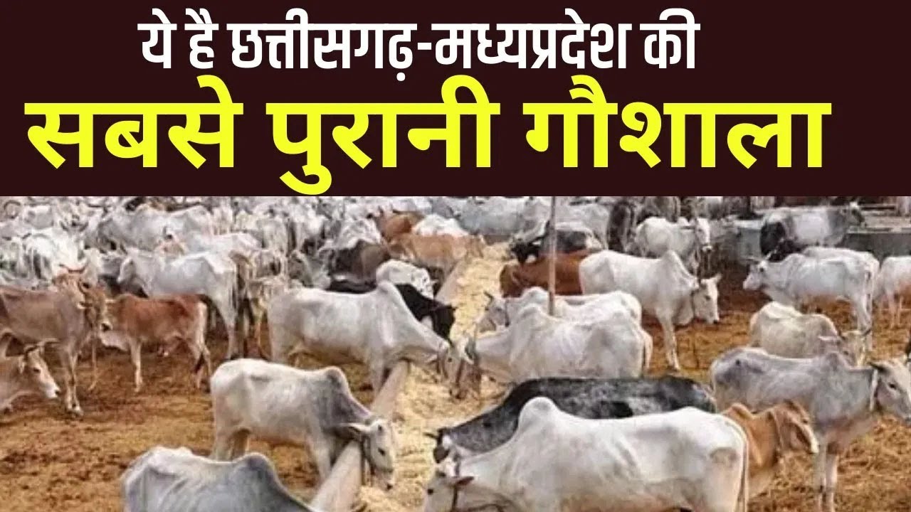 Chhattisgarh के Rajnandgaon में है सबसे पुरानी गौशाला, 12 सौ से ज्यादा गायों की हो रही सेवा
