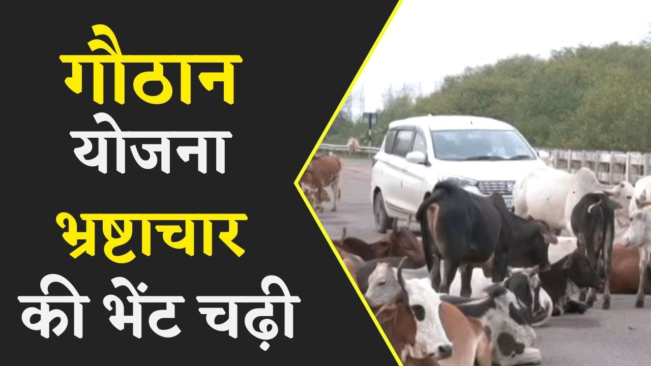 भाजपा की धमकी – सड़क में बैठे मवेशियों को कलेक्टर और SDM कार्यकाल ले जाकर बांधेंगे