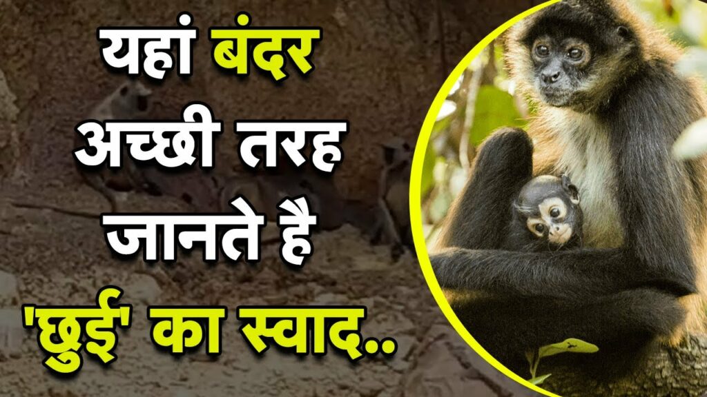 चोरईया की छुई खदान घाटी पर बड़ी संख्या में पँहुचते हैं बंदर.. सफेद छुई मिट्टी का चखते स्वाद