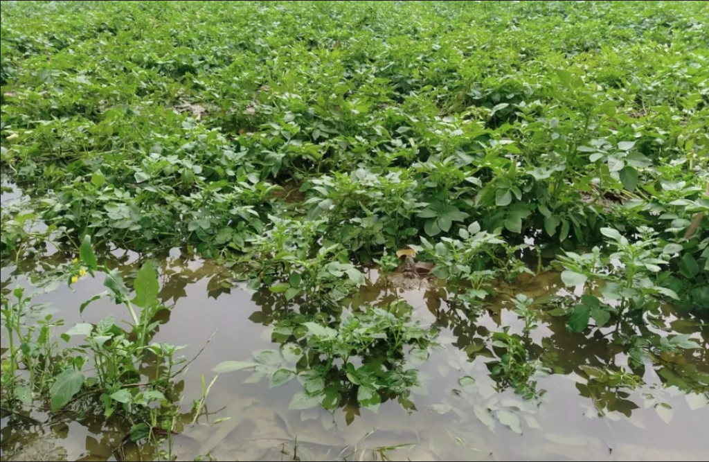 Crops damaged due to rain in Morena