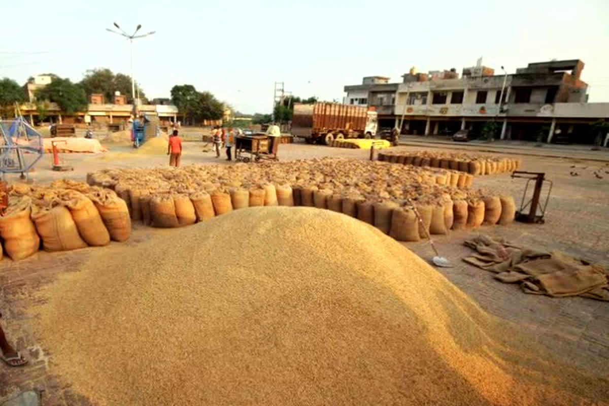 Date of paddy purchase In Chhattisgarh: छत्तीसगढ़ में किसानों की बल्ले बल्ले, आ गई धान खरीदी की तारीख, मंत्री चौबे ने ​कहा नवंबर से पहले होगी धान खरीदी