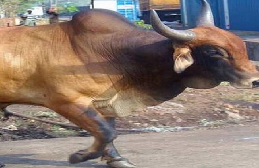 Bull attacked old woman