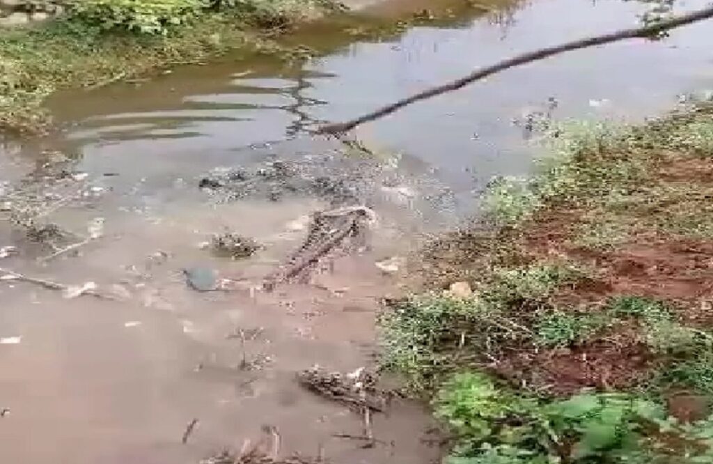 Crocodile in village