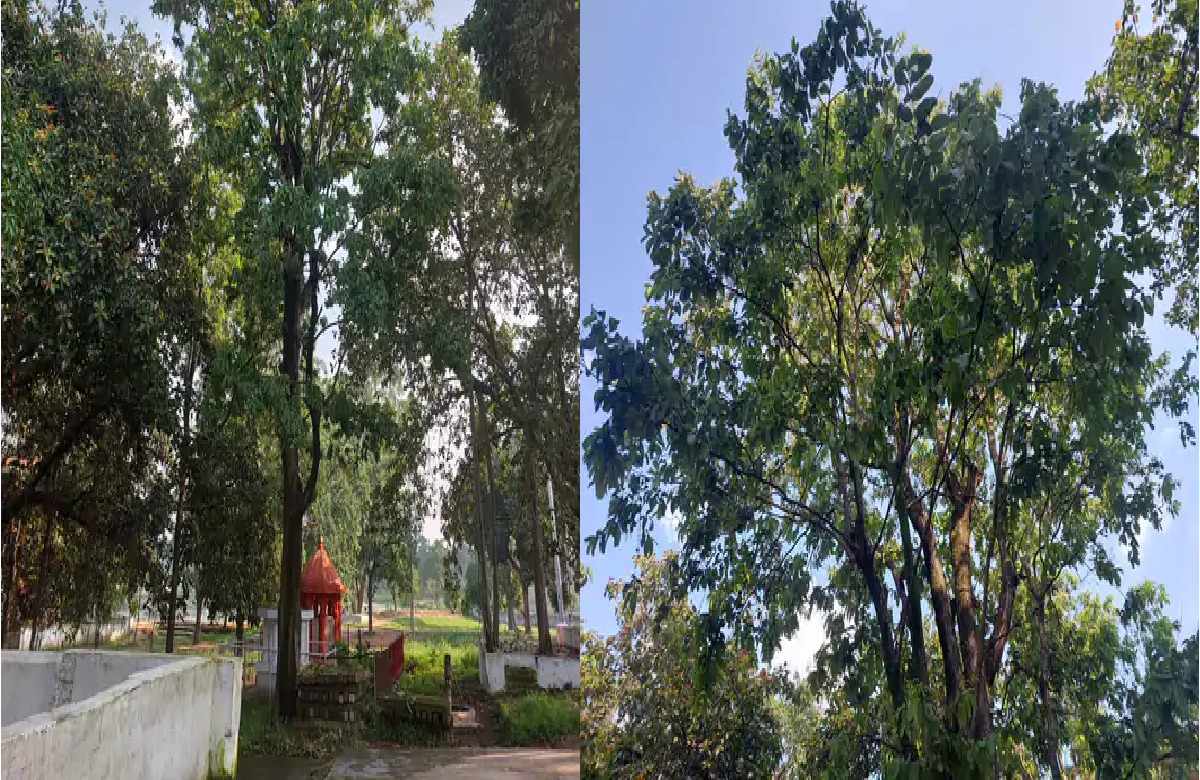 Pendra News: धूप निकलते ही अपने तनों से पानी छोड़ने लगता है शिव मंदिर में लगा ये वृक्ष, लोगों के लिए बना आस्था का केंद्र