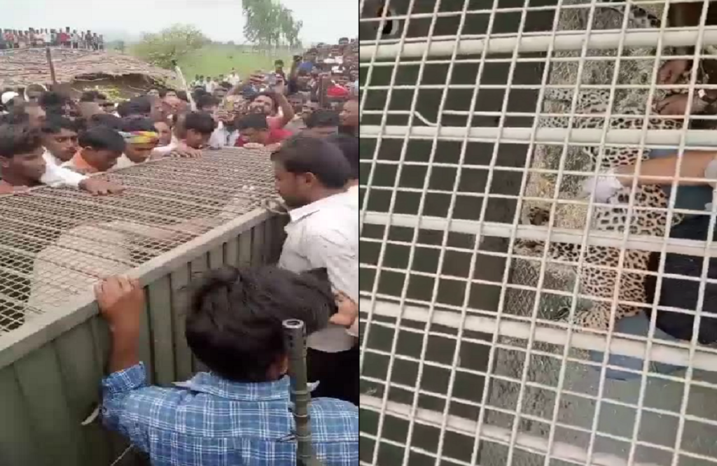 Dreaded Leopard Rescue