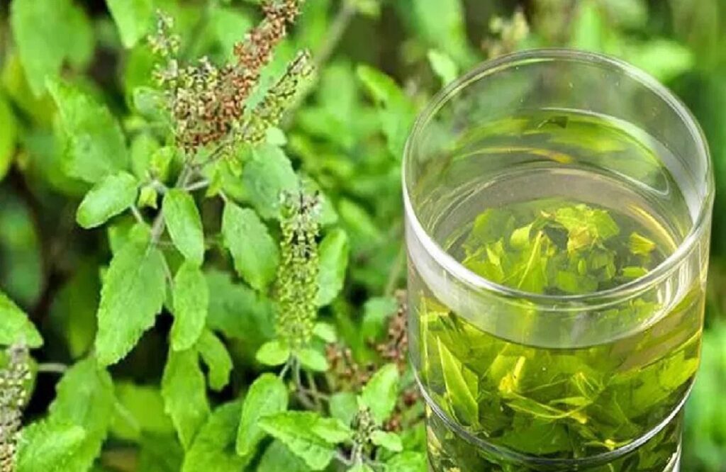 Tulsi Benefits