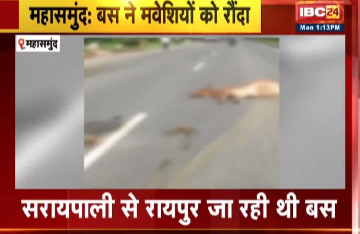 तेज रफ्तार का कहर.. मवेशियों के झुंड को बस ने रौंदा, डेढ़ दर्जन से ज्यादा मवेशियों की मौत