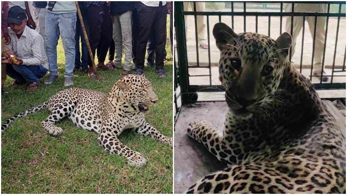 Leopard news: कुत्ते को खाने से इस गंभीर बीमारी का शिकार हुआ तेंदुआ, कुछ दिनों पहले ग्रामीणों के साथ खेलते आया था नजर