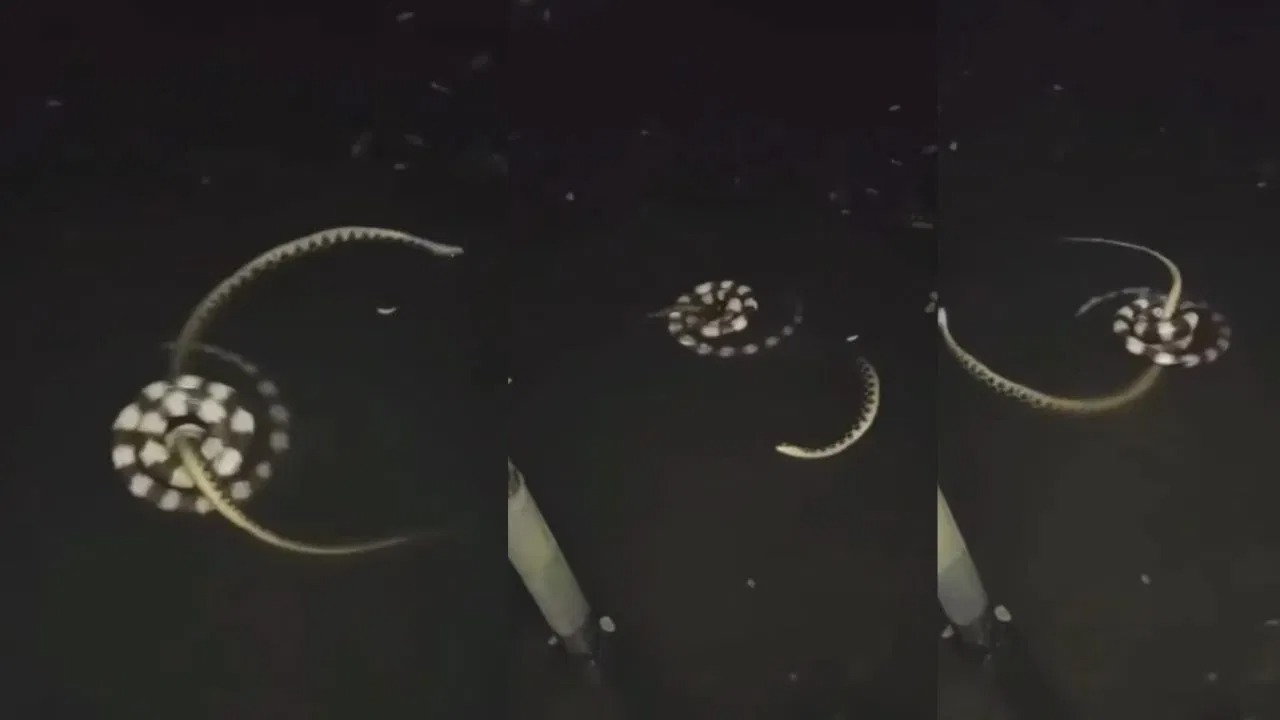 Snakes Fight Viral Video: दो सांपो के बीच वर्चस्व की लड़ाई, पानी के अंदर ही भिड़े दो सांप, वीडियो हुआ वायरल