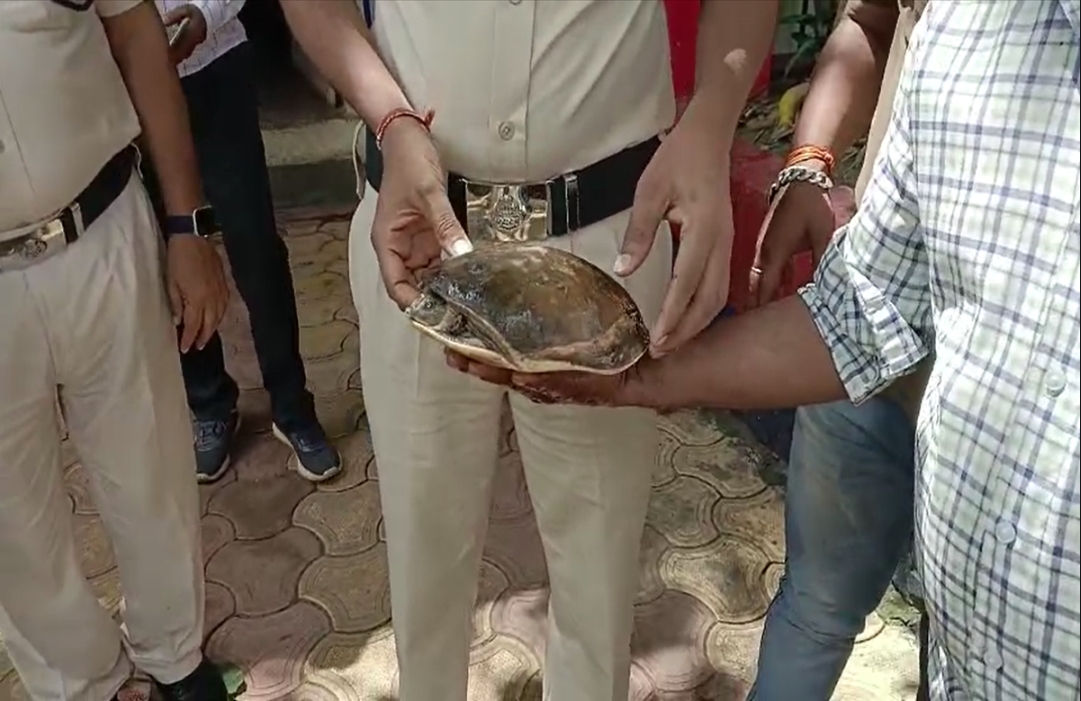 Tortoise in Amarkantak Express : अमरकंटक एक्सप्रेस के AC कोच में सफर कर रहा था दुर्लब प्रजाति का कछुआ, देखते ही यात्रियों के उड़े होश, फिर…