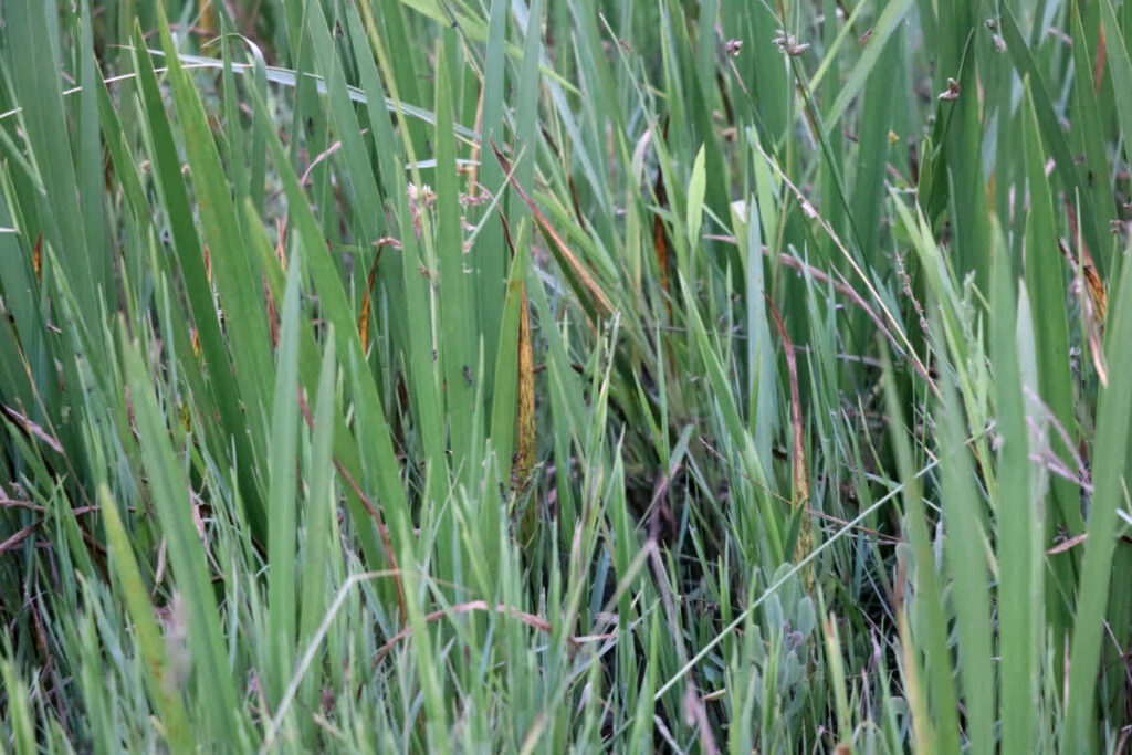 Bach Farming in Chhattisgarh