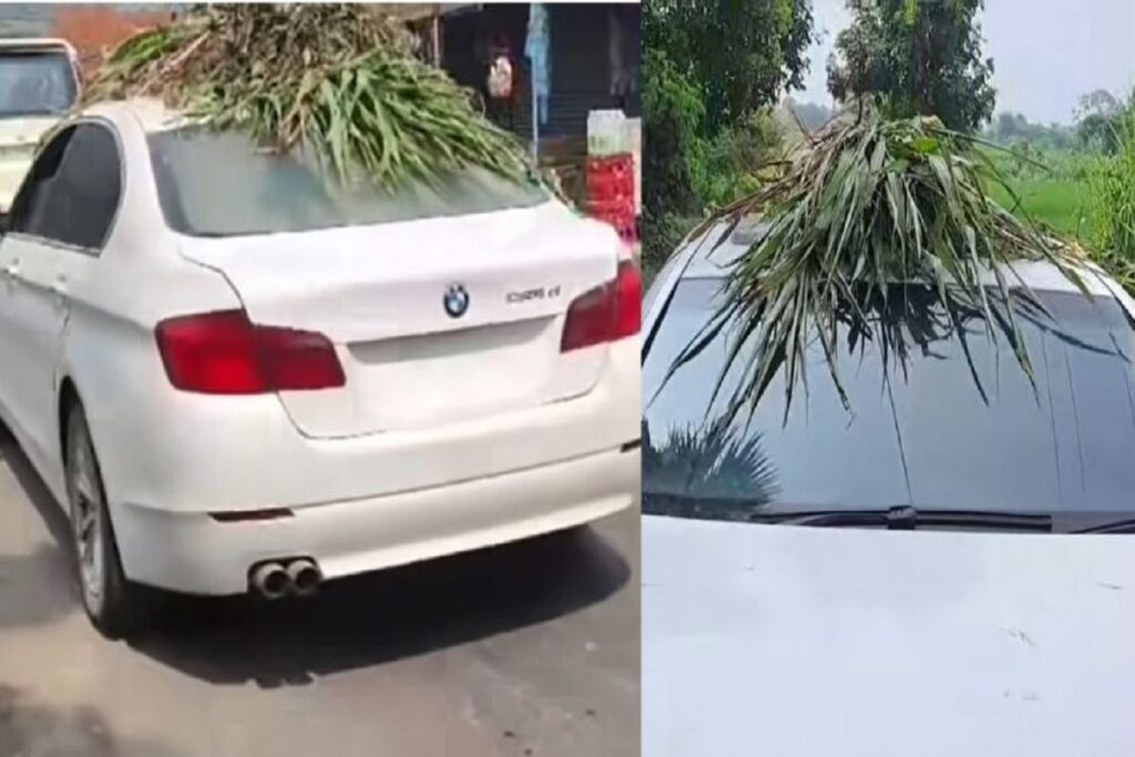 Carries Hay On BMW Car