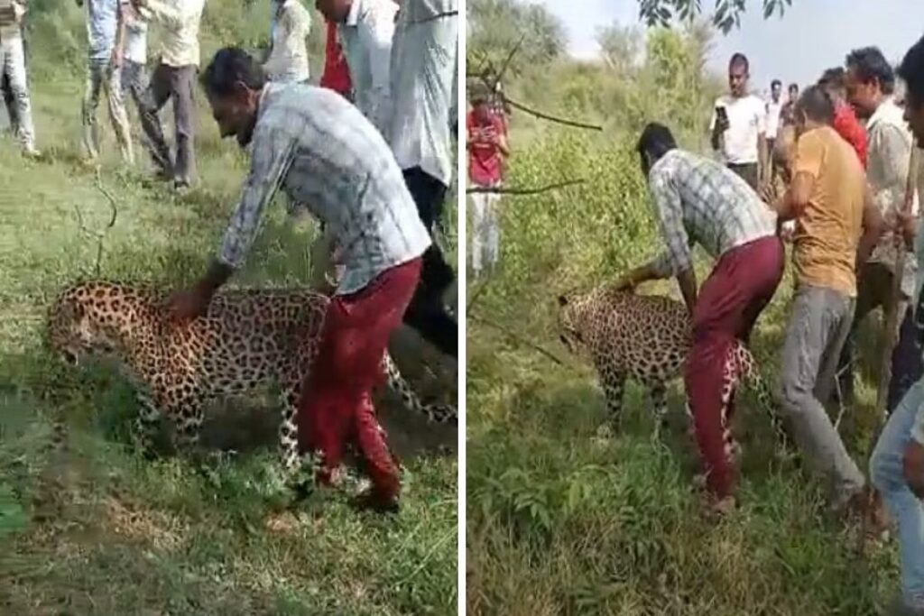 Cheetah Neurological Disorder