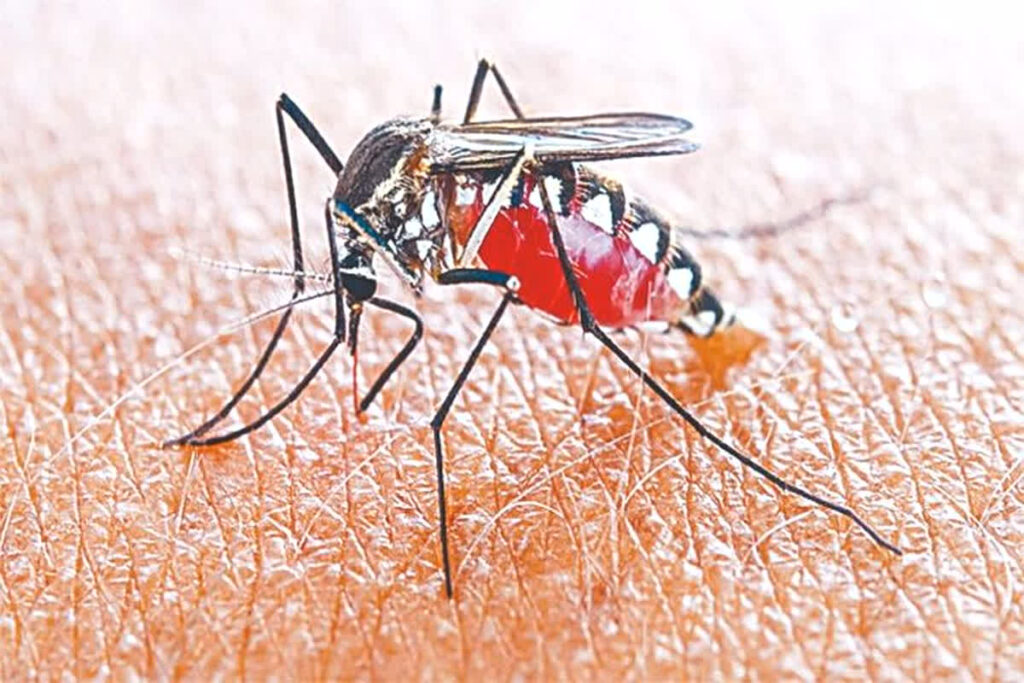 Dengue