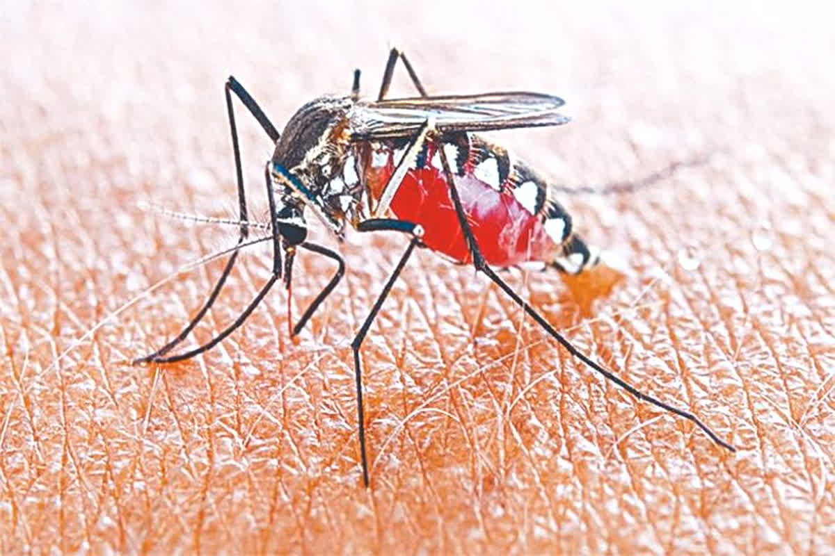 Dengue in Bhilai: टाउनशिप में डेंगू का कहर जारी.. सेक्टर एरिया में दी दस्तक, जिले में 180 के पार पहुंचा आंकड़ा