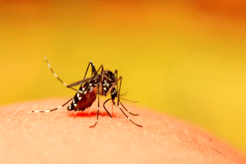 Dengue alert in Bhopal