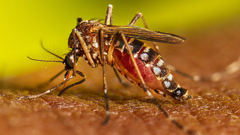 Dengue Active Case in Gwalior