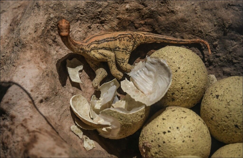 Dinosaur egg fossil in Rajasthan