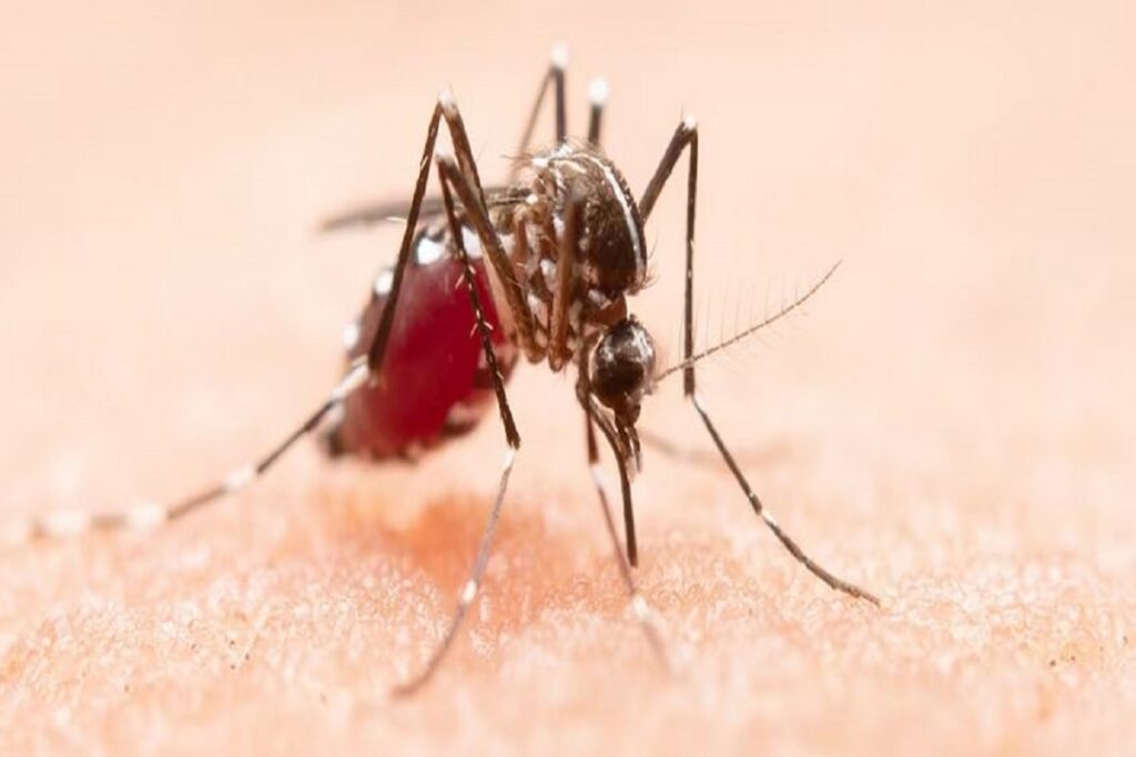 Dengue Case in Gwalior