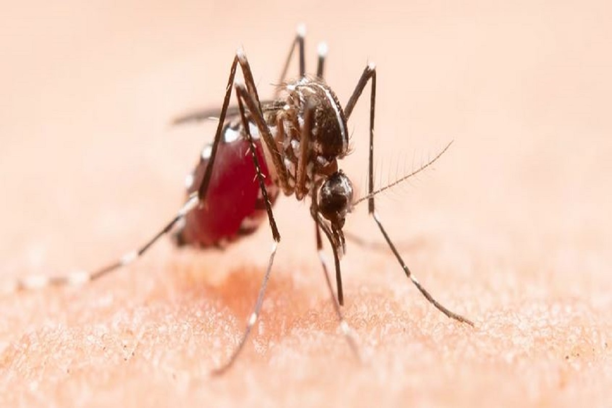Dengue Case in Gwalior: शहर में बढ़ता ही जा रहा डेंगू का प्रकोप, एक ही दिन में सामने आए हैरान कर देने वाले आंकड़े