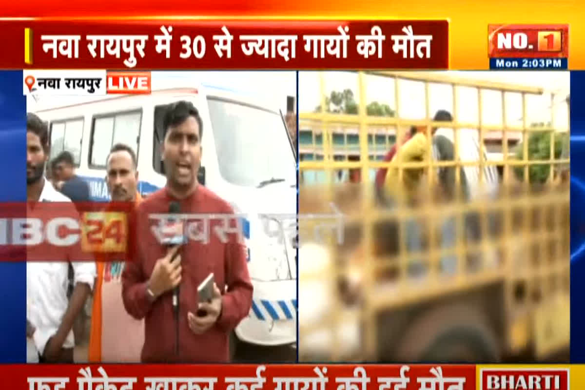 Raipur News: फूड प्वाइजनिंग से गायों की मौत का मामला, दिया जाएगा इतने हजार का मुआवजा