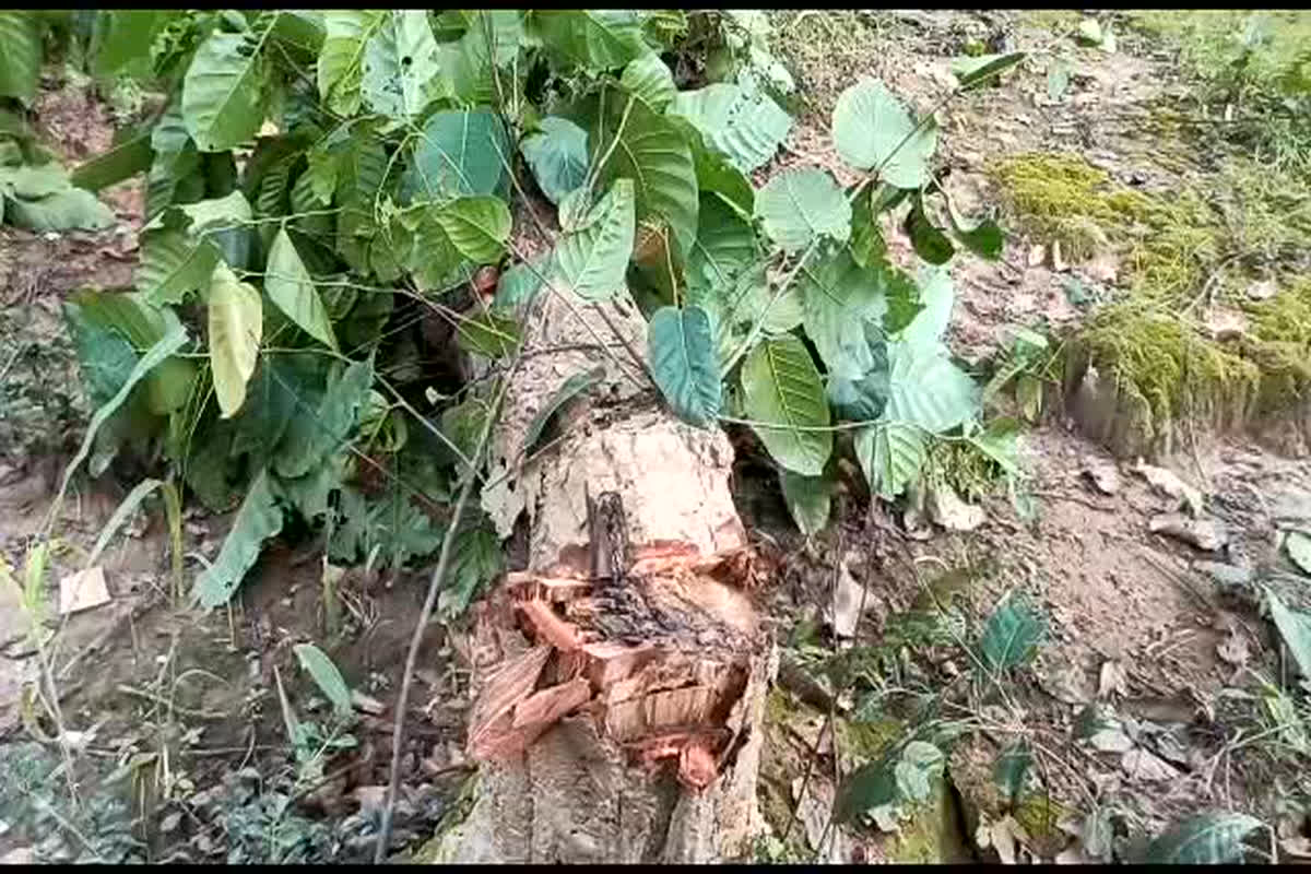 Balrampur News: तस्करों के हौसले हुए बुलंद, जंगल में हो रहा था ये काम, जानिए क्या है पूरा मामला