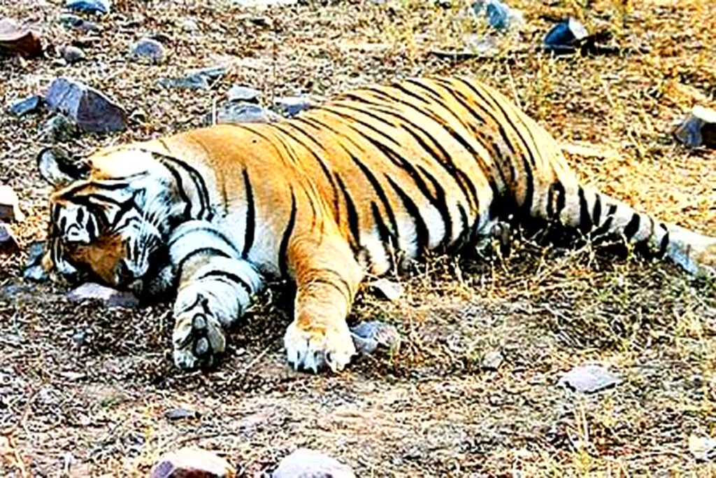 Death of tigers in MP