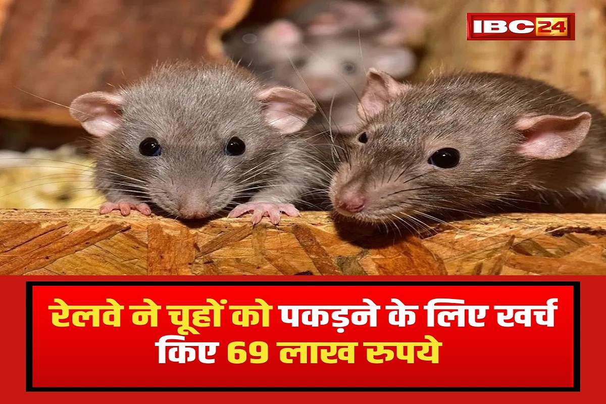 69 Lakh Spent for Caught Rats: रेलवे ने 69 लाख खर्च कर पकड़े 168 चूहे, RTI के जवाब में हुआ खुलासा