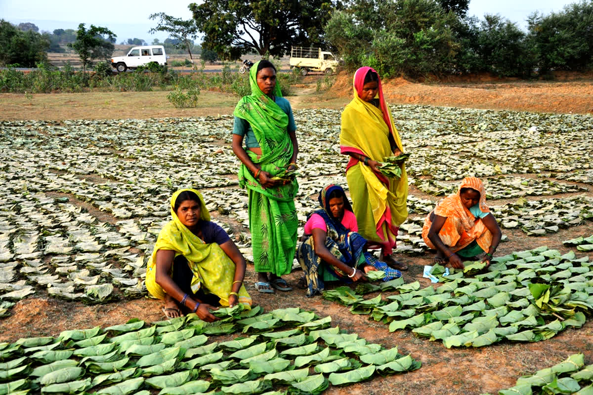 Collection Forest Produce: छत्तीसगढ़ में देश के तीन चौथाई लघु वनोपजों का संग्रहण, वनांचलों को मिला आजीविका का मजबूत साधन