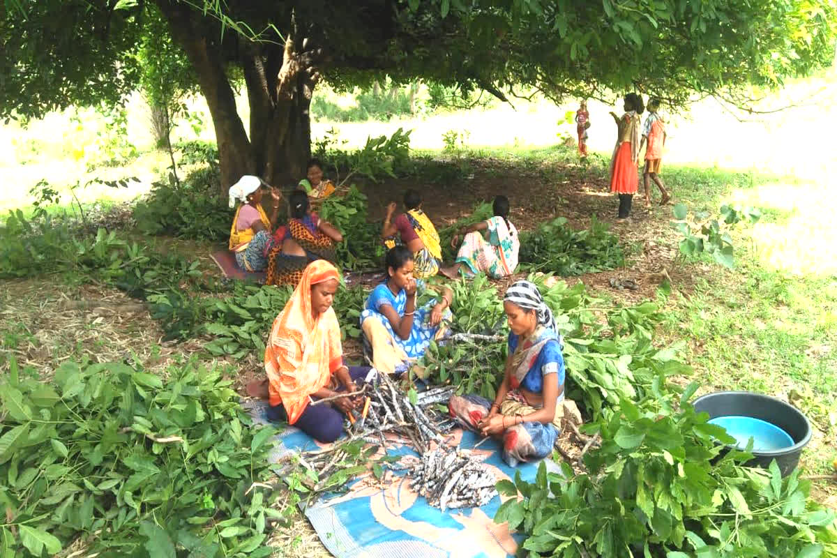 CG NEWS: छत्तीसगढ़ में देश के तीन चौथाई लघु वनोपजों का संग्रहण, चार सालों में वनोपज संग्राहकों की संख्या बढ़कर हुई 4 गुना