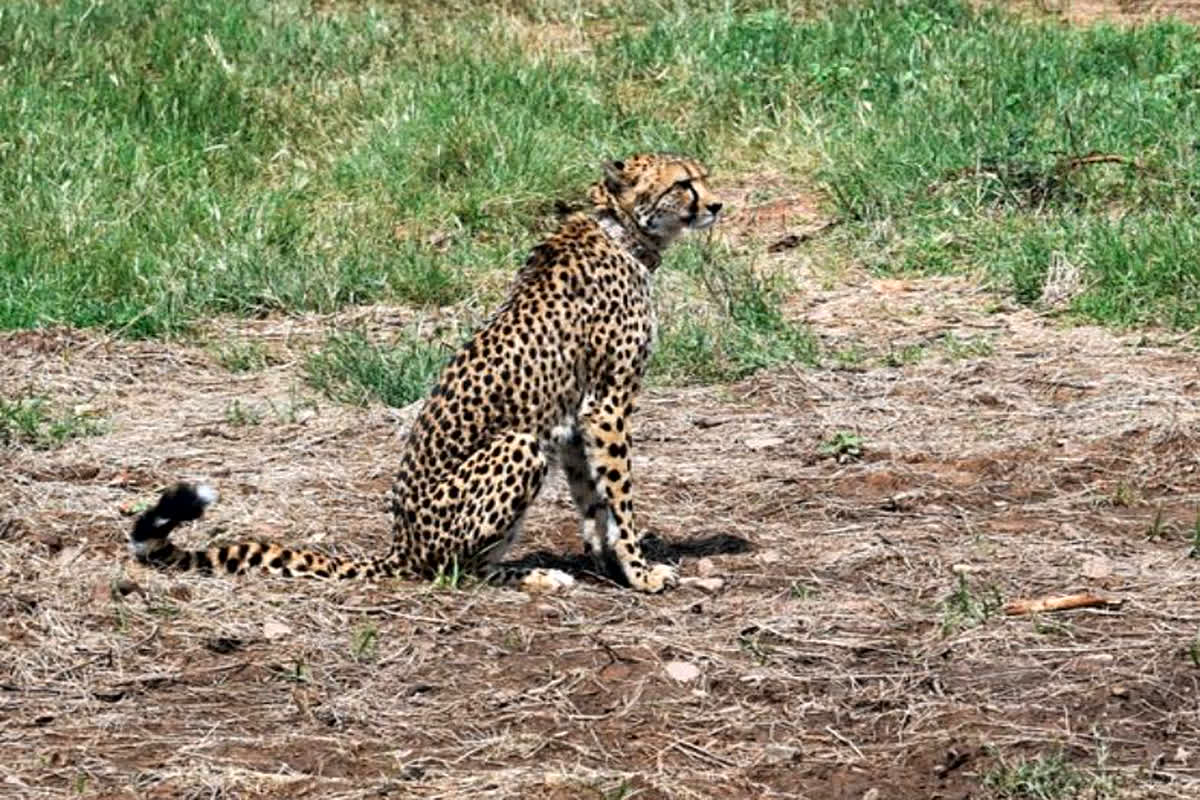 Kuno Cheetah Death Reason: कूनो नेशनल पार्क में रेडियो कॉलर के कारण नहीं हुई किसी भी चीते की मौत, चीता प्रोजेक्ट के प्रमुख ने बताई असल वजह 