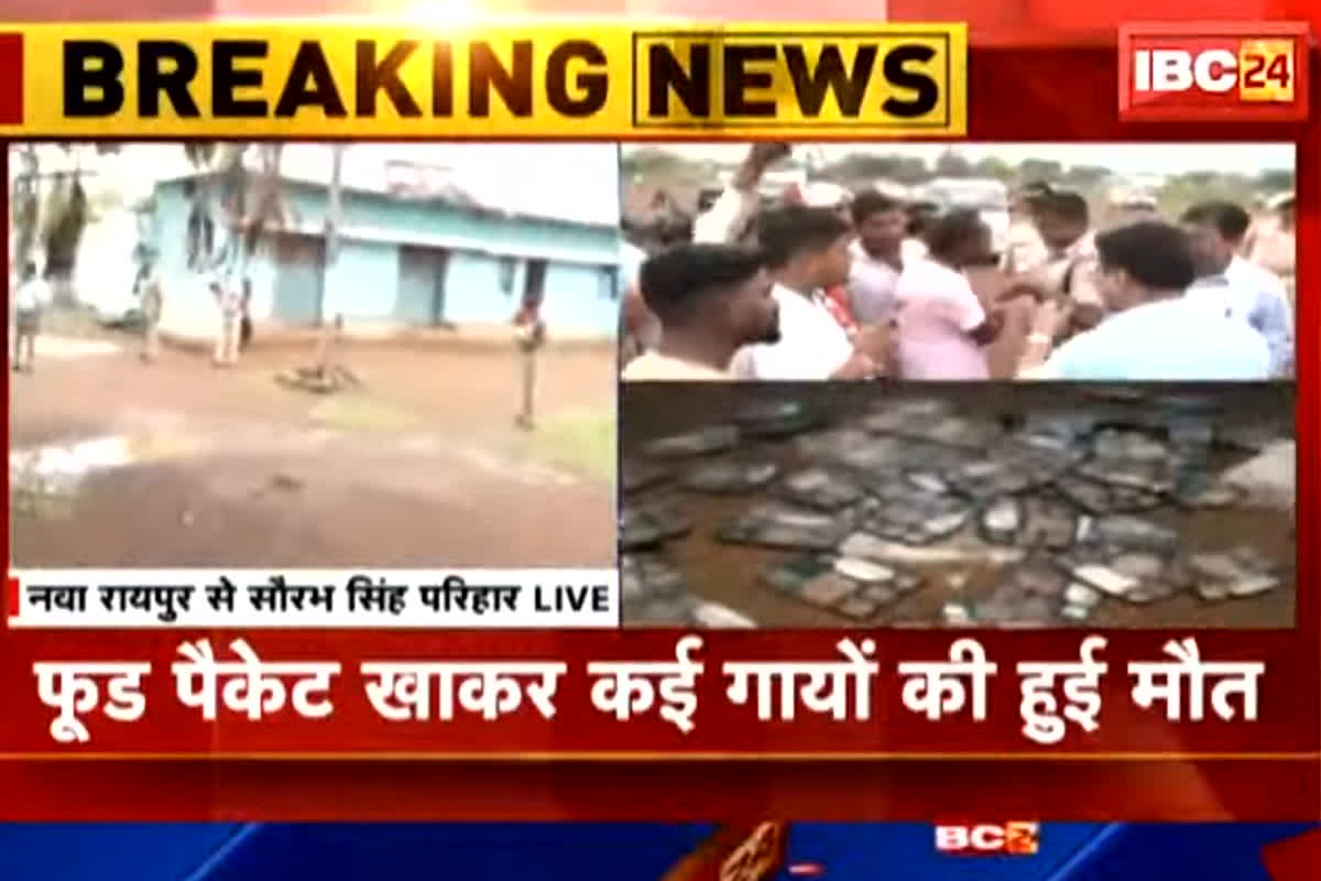 Raipur News:  कचरा नहीं हटने से खतरा बढ़ने की आशंका, अभी भी बड़ी संख्या में प्लास्टिक कचरे के बीच खाना खा रहे मवेशी