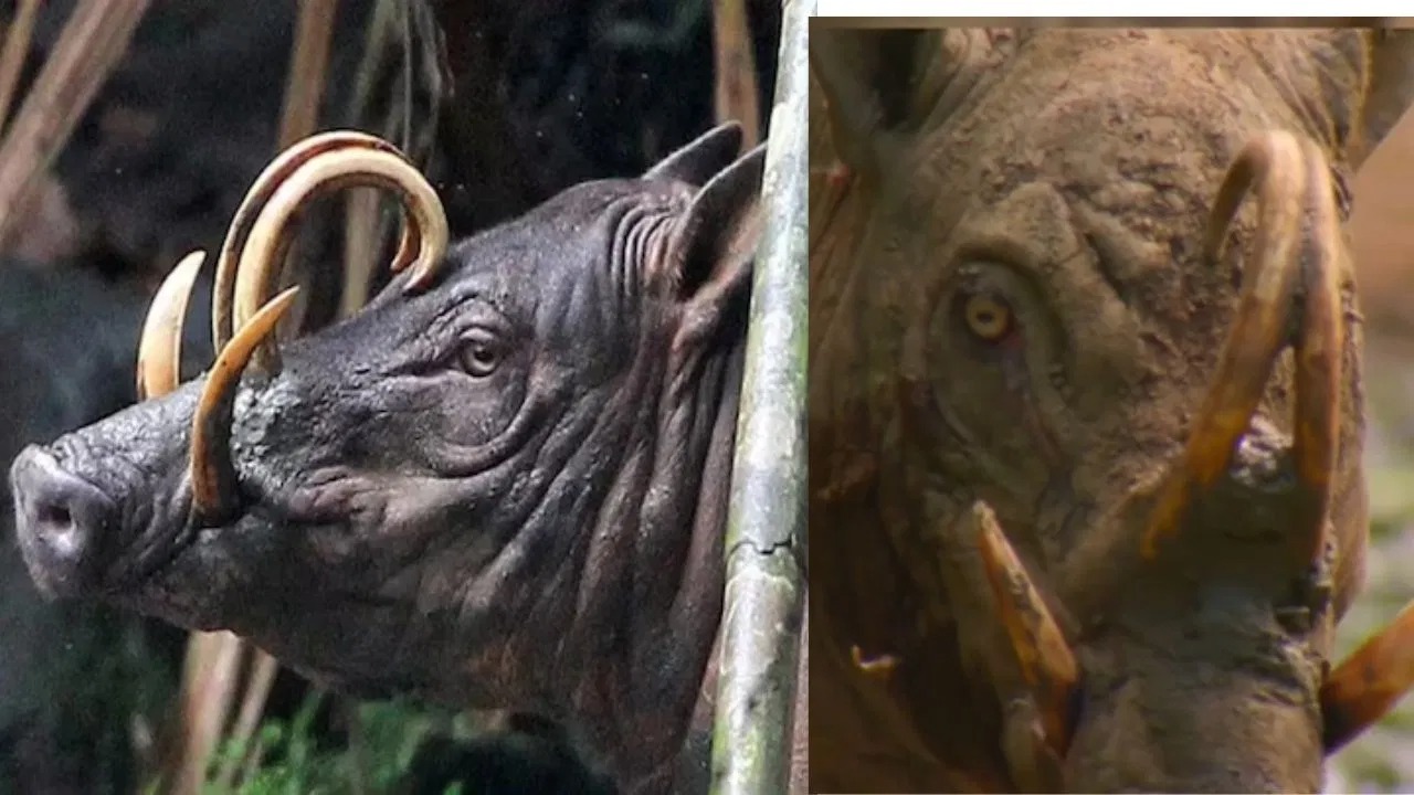 Wild Animals Interesting Facts : इन जानवरों की मौत का कारण बनते हैं उनके खुद के अंग, हकीकत जानकर हो जाएगें हैरान, देखें वीडियो