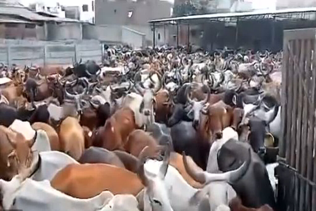 Shocking video of cow shed