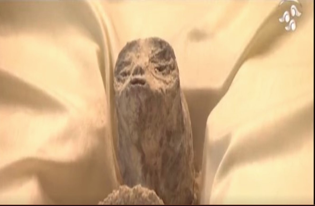 Trending Viral News: यहां मिला एलियंस का शव, वीडियो आया सामने, देखकर आप भी हो जाएंगे हैरान