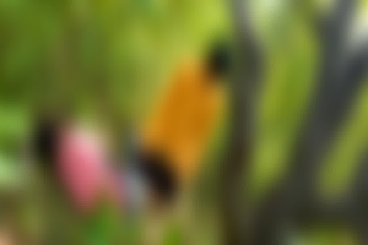 Jagdalpur News: जंगल में मिला युवक-युवती का शव, मामले में पुलिस ने परिजनों से की पूछताछ, जताई ये आशंका