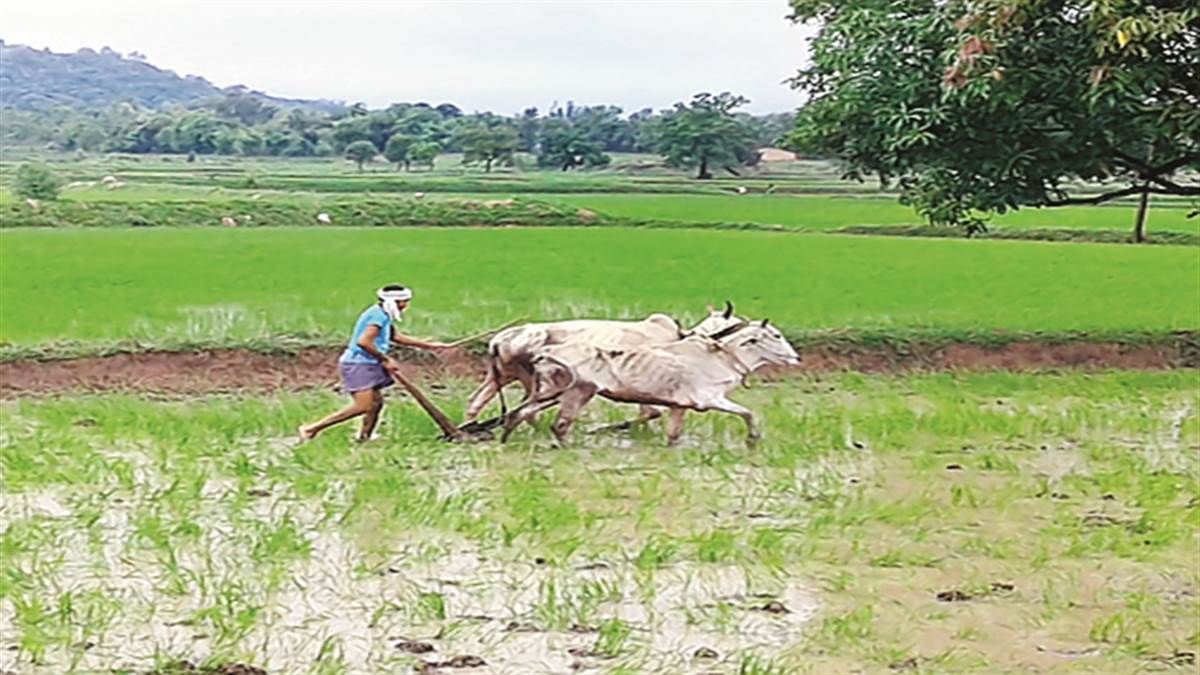 Kisan Karj Mafi Yojana 2023: किसान कर्जमाफी का ऐलान करेगी कांग्रेस? पूर्व कांग्रेस अध्यक्ष ने IBC24 पर किया खुलासा