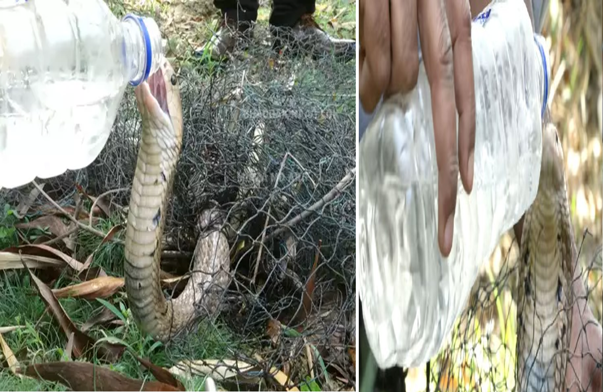 Viral Video: महाराष्ट्र के पुलिस स्टेशन में घुसा किंग कोबरा, बोतल में आने को भी नहीं था तैयार…शख्स ने किया मुशकील से कंट्रोल, देखें वीडियो