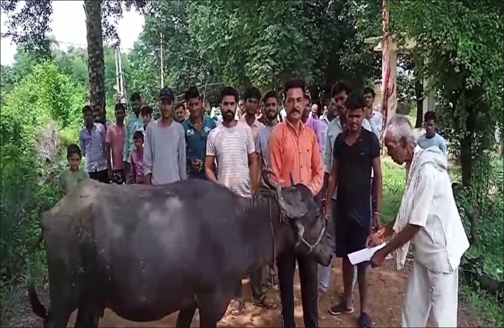 Demonstration by villagers in Panna by playing flute in front of buffalo