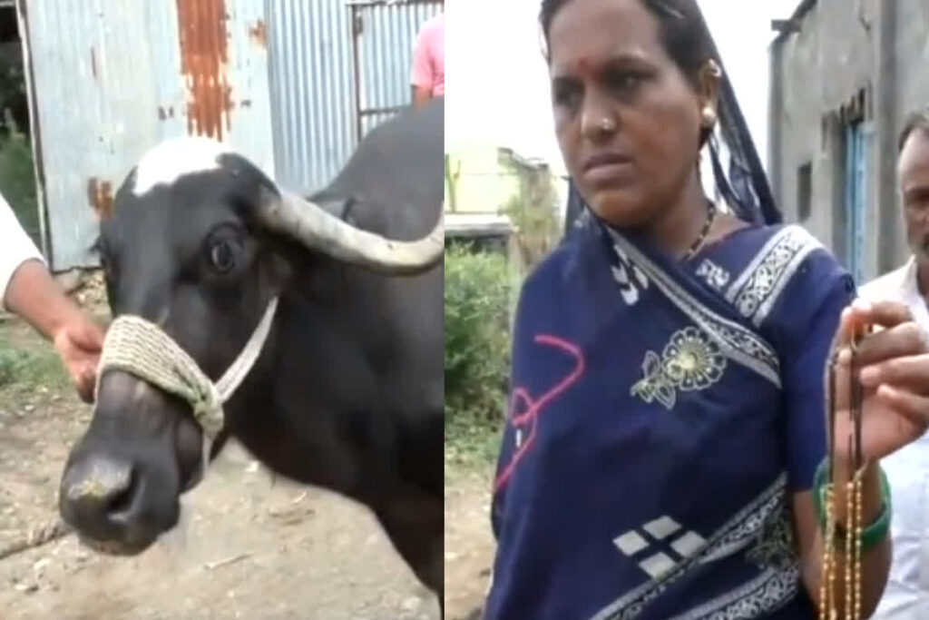 Buffalo Swallowed Gold Mangalsutra