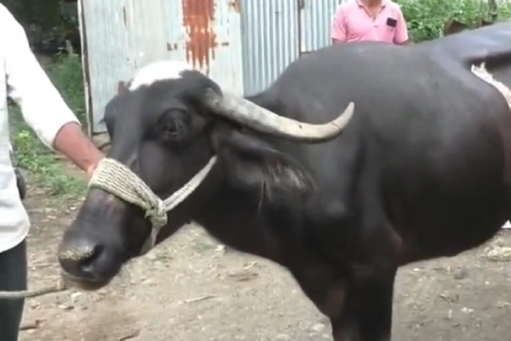 Buffalo Swallowed Mangalsutra